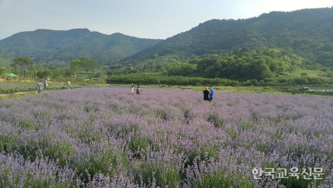 라벤더 농원 