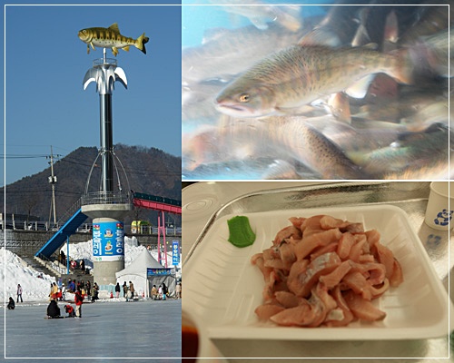 ▲ 1급수에서 자라는 산천어