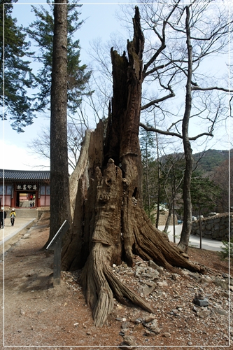 ▲ 1143살을 살았다는 고사목 등걸