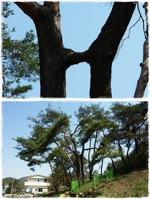▲ 송면의 연리지