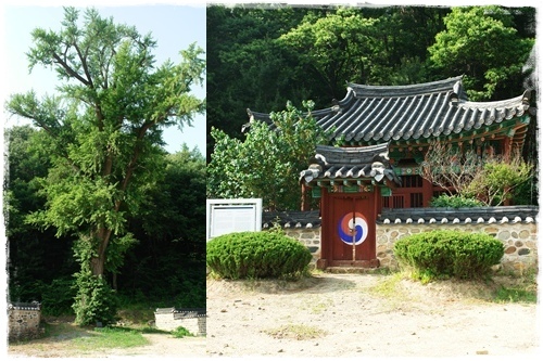 ▲ 은행나무와 송우암 신도비