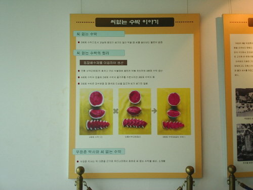 씨 없는 수박 재배법
