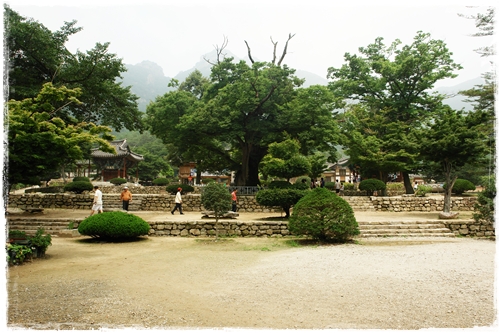 ▲ 수령 1000여년의 느티나무를 비롯한 경내 풍경