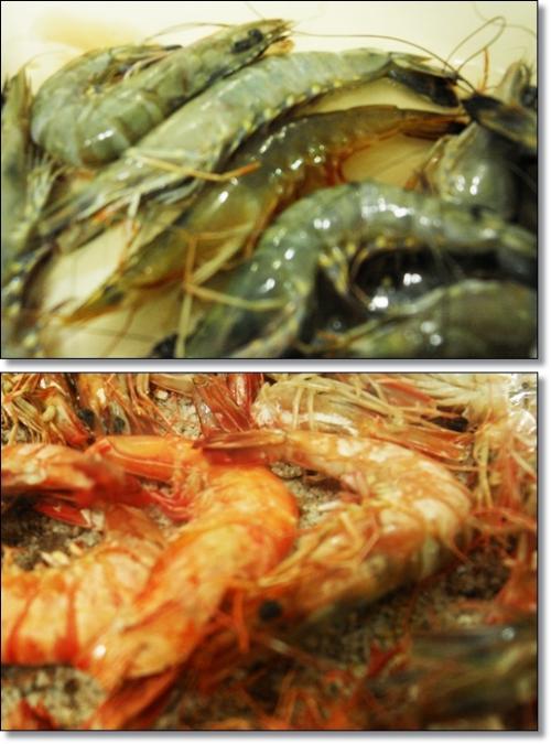 ▲ 가운데 윤기가 흐르고 더 붉게 빛나는 것이 오도리다