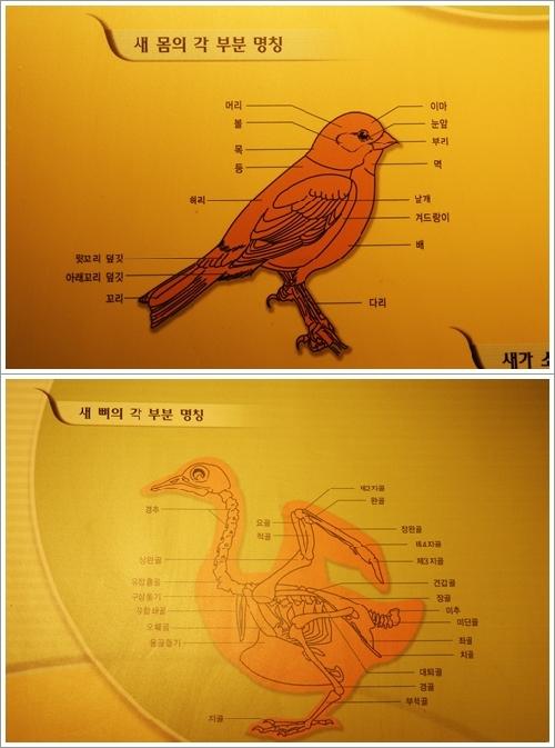 ▲ 새의 몸과 뼈 각 부분의 명칭