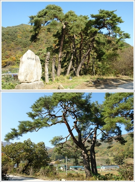 ▲ 은티마을 입구의 유래비, 장승, 보호수