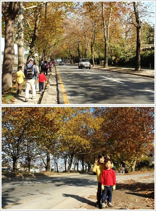 ▲ 청주 가로수길의 가을 풍경