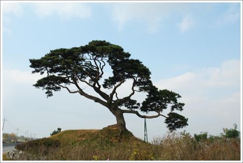 ▲ 궁리의 분재를 닮은 당산목 소나무