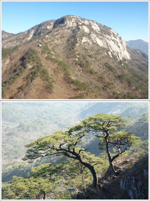▲ 희양산과 멋진 소나무