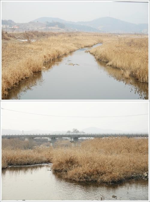 ▲ 하천 정화작용을 하는 갈대숲