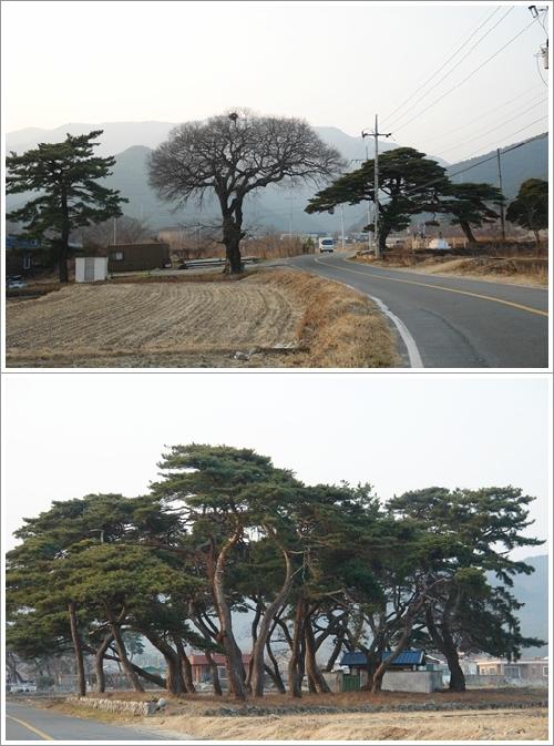 ▲ 보경사로 가는 길에서 만나는 나무들의 풍경도 아름답다
