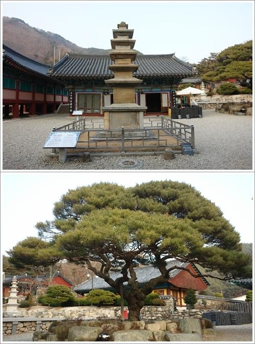 ▲ 적광전과 오층석탑, 멋진 소나무