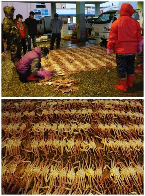 ▲ 배에서 막 내린 대게들이 줄을 맞춰 진열된다