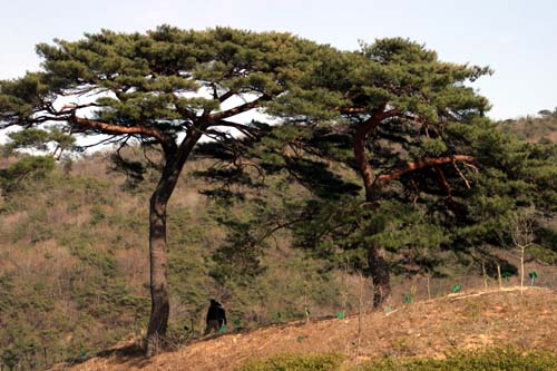 서운암의 소나무 두 그루 사이로 연인이 지나가고 있다.