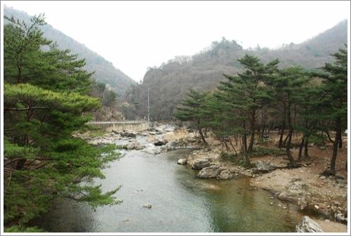 ▲ 잘생긴 냇가의 소나무들