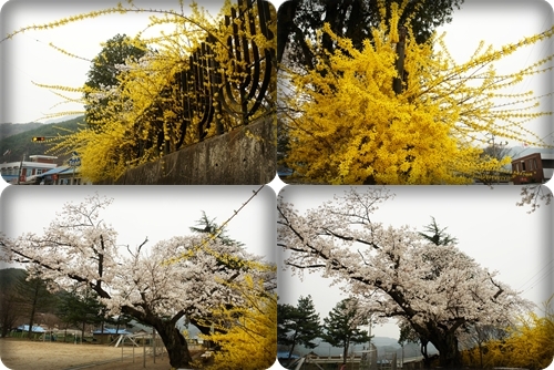▲ 개나리와 벚꽃이 꽃 대궐을 만든 주천초등학교 운동장