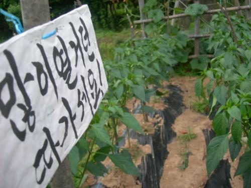 일월저수지 산책길 옆에 있는 고추밭의 문구가 눈길을 끈다.