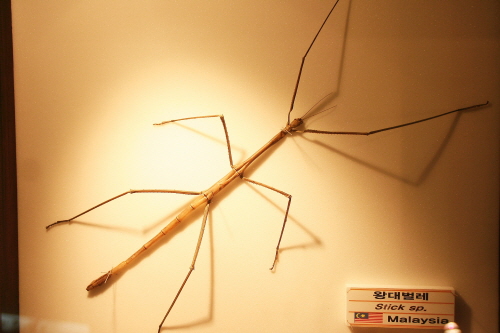 왕대벌레