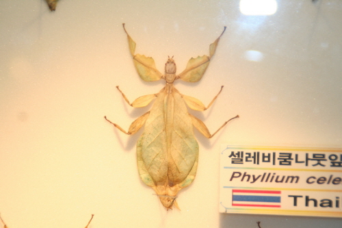 나뭇잎벌레