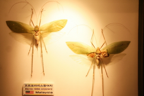 왕여치