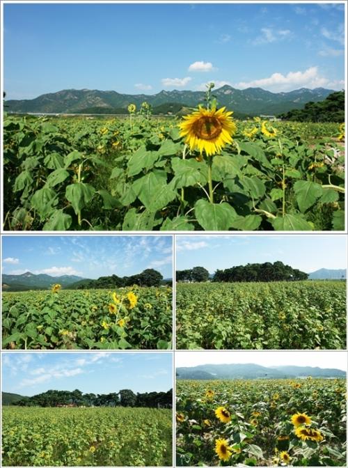 ▲ 축제장의 해바라기
