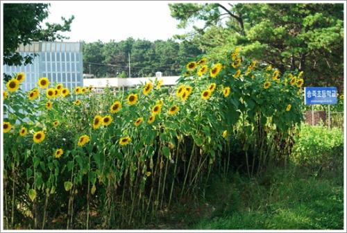 ▲ 송죽초등학교의 해바라기 꽃밭