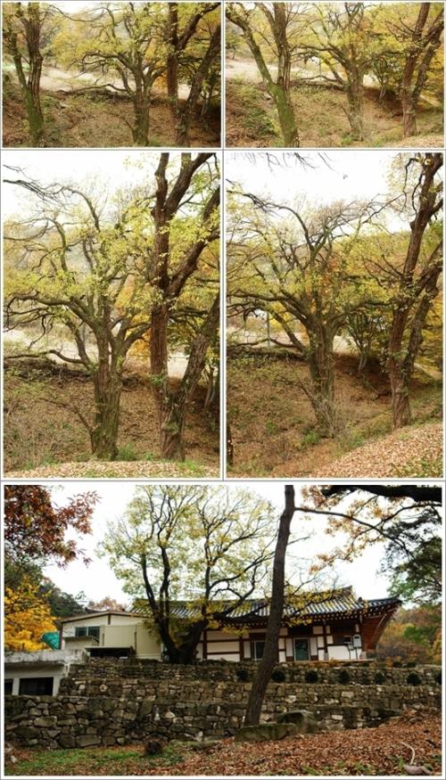 ▲ 안심사 입구 풍경
