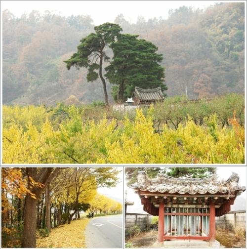 ▲ 효자비와 소나무