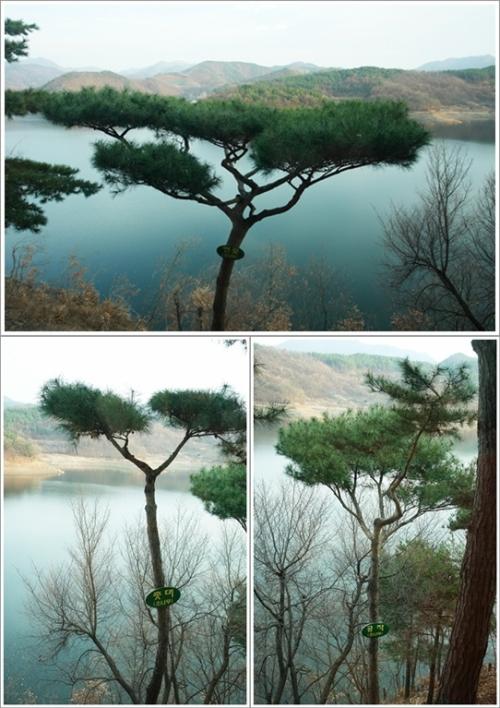 ▲ 창밖으로 보이는 멋진 소나무