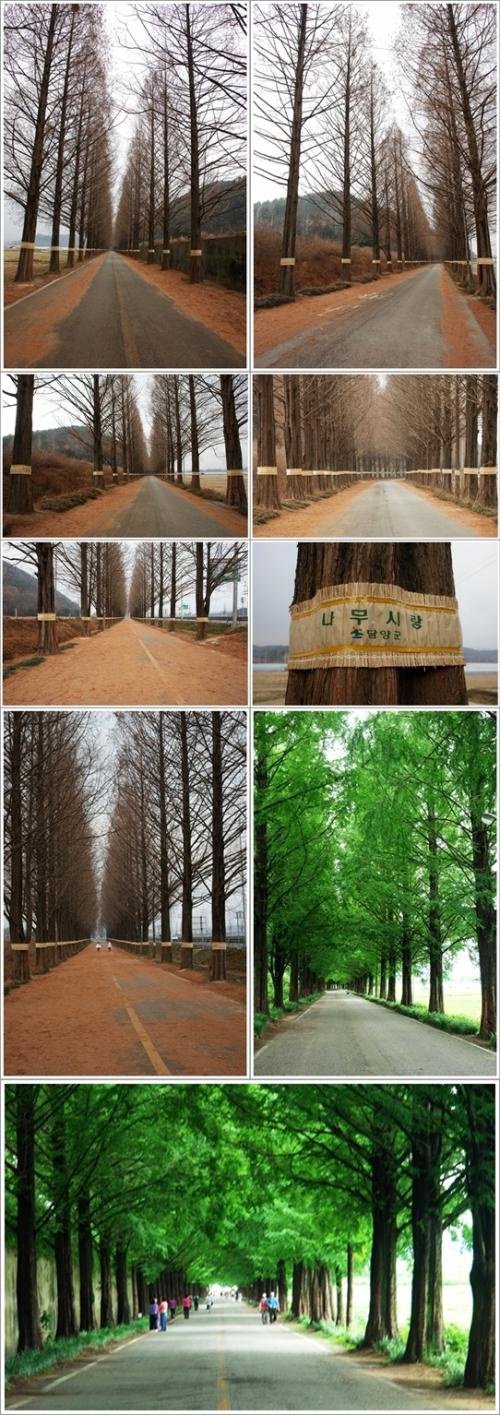 ▲ 메타세쿼이아 가로수길 풍경