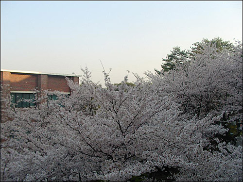교정을 수놓은 벚꽃