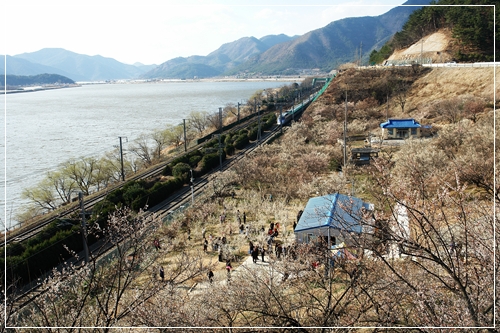 ▲ 순매원과 낙동강 사이로 기차가 달린다
