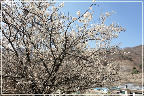 ▲ 영포리의 매화풍경 1