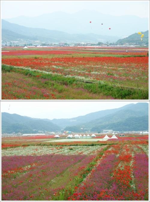 ▲ 한들 플로리아 페스티벌 풍경
