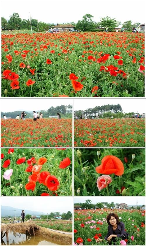 ▲ 양귀비 축제장 풍경