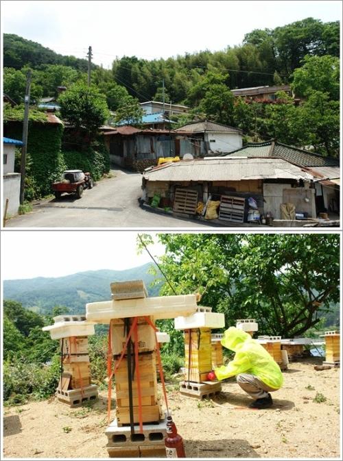 .▲송전마을 풍경과 마당마다 있는 한봉