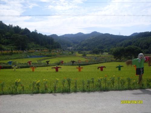 직동 찬샘마을에서 바라본 들녘 풍경. 마을주민들이 직접 손수 만든 허수아비들이다.