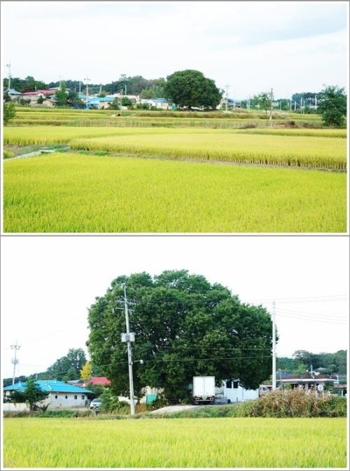 ▲ 느티나무 주변의 마을 풍경