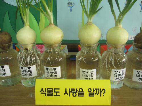 식물의 한쪽엔 사랑을, 다른 한쪽엔 미움을 주는 색다른 실험을 했다.