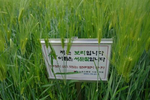 작물 안내 표찰이 있어 자연학습 공부에 제격이다.