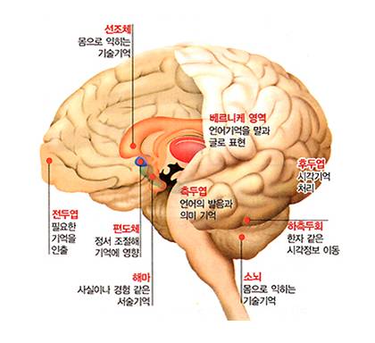 뇌는 우리 몸의 중심이다