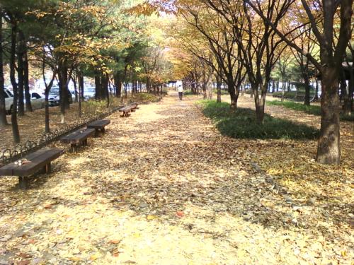 숲 바닥의 보도블록에 일부러 낙엽을 가져와서 덮어 두었다. 자연속에서 인공미를 느끼게 해서 이질적이다.