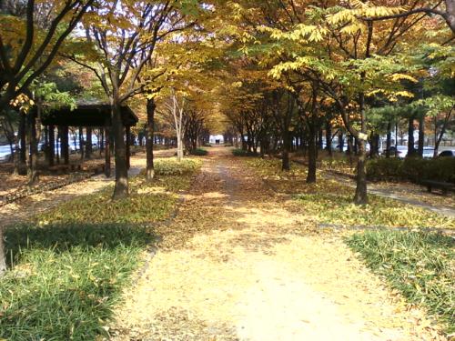 대전시교육청 옆에 위치한 숲 공원이다. 마치 느피나무가 터널을 이룬듯 하다.