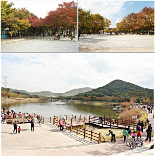 ▲ 느티나무길과 호수