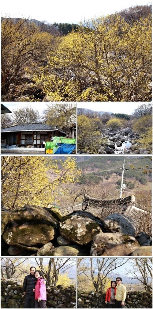 ▲ 산동의 산수유꽃