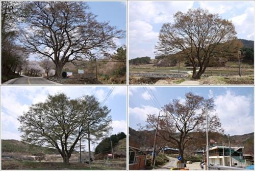 ▲ 대덕구 이현동과 동구 효평동의 보호수 느티나무
