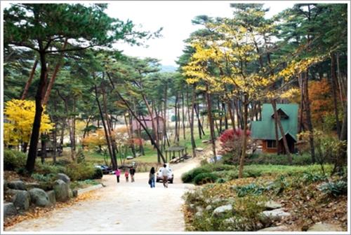 ▲ 안면도자연휴양림