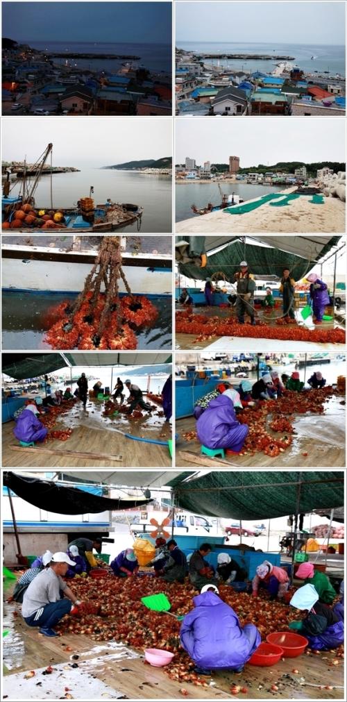 ▲ 삼사항 주변에 얕은 바다의 암석, 해초, 조개 등에 붙어 사는 멍게 양식장이 많다.