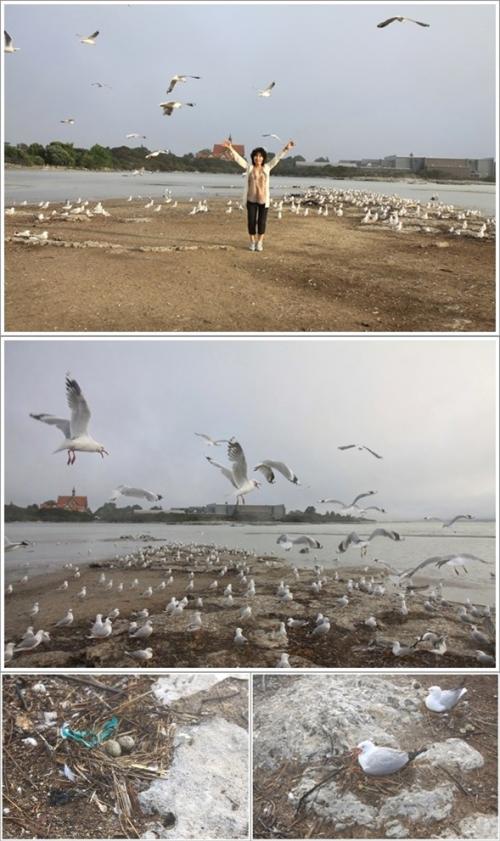 ▲ 호텔 앞 바닷가의 갈매기들