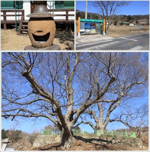 ▲ 길가에 500여년 된 느티나무가 서있는 명돌마을 풍경